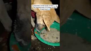 Celebrity Donate today to get proper daily food 🍲🍱 for our shelter dogs Wealth