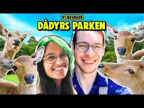Bliver jagtet af dådyr i Japan! 😲🦌