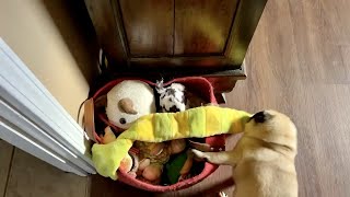 What is it really like living with a Pug 