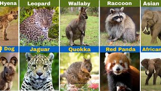 Animals Doppelgängers | Watch To Find Out #animalcomparison #doppelgangers #wilddatatv 
