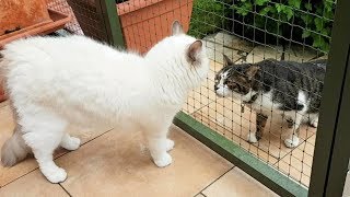 Ragdoll Merlin meets another cat outside for the first time