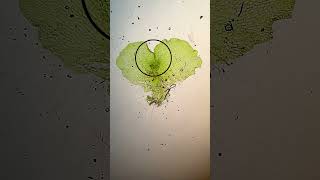 4 plant cell shapes: who wins?