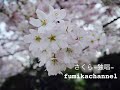 【さくら‐独唱‐/森山直太朗】廣瀬史佳
