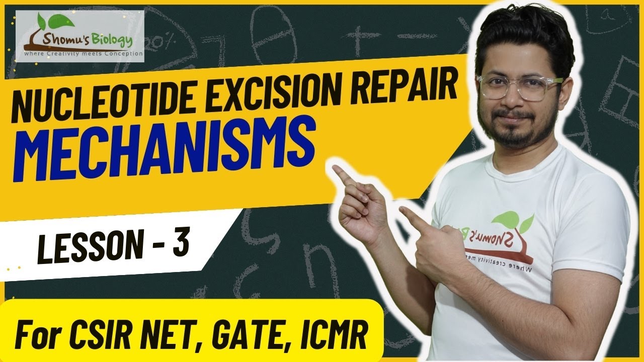 Nucleotide excision repair mechanism | DNA damage repair lecture - YouTube