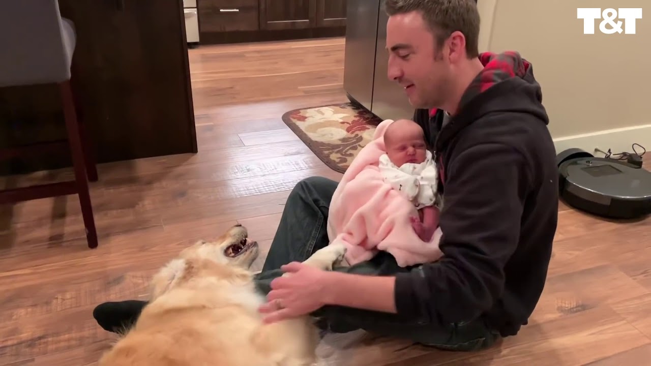 Golden Retriever Meets New Baby - YouTube
