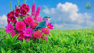 (No Ads) Beautiful Spring Music 🌿 Gentle Healing Melodies to Calm Your Soul & Relax Your Mind