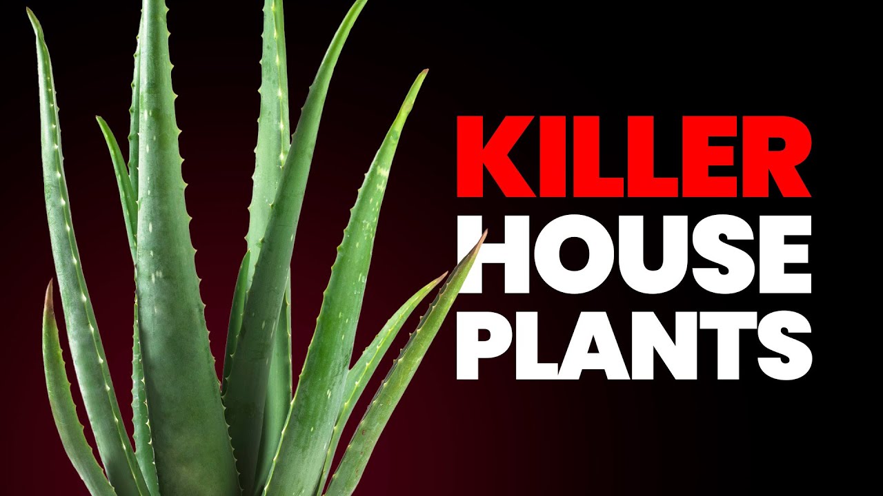 20 Most Dangerous Plants In Your Home