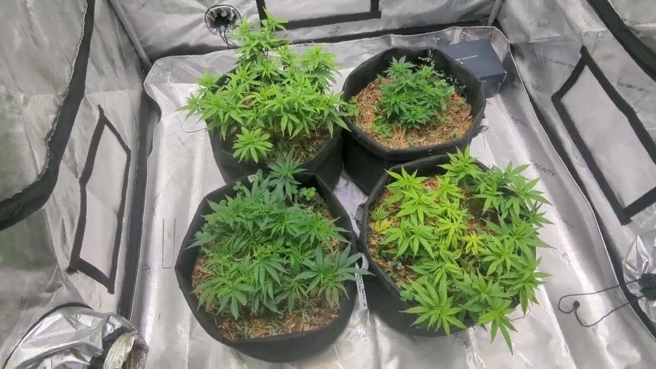 Switching to flower or 12/12.