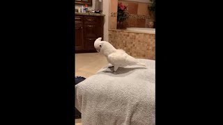 Energetic Parrot Getting Ready For Bed