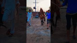 Hercules At Dagia Stud Farm