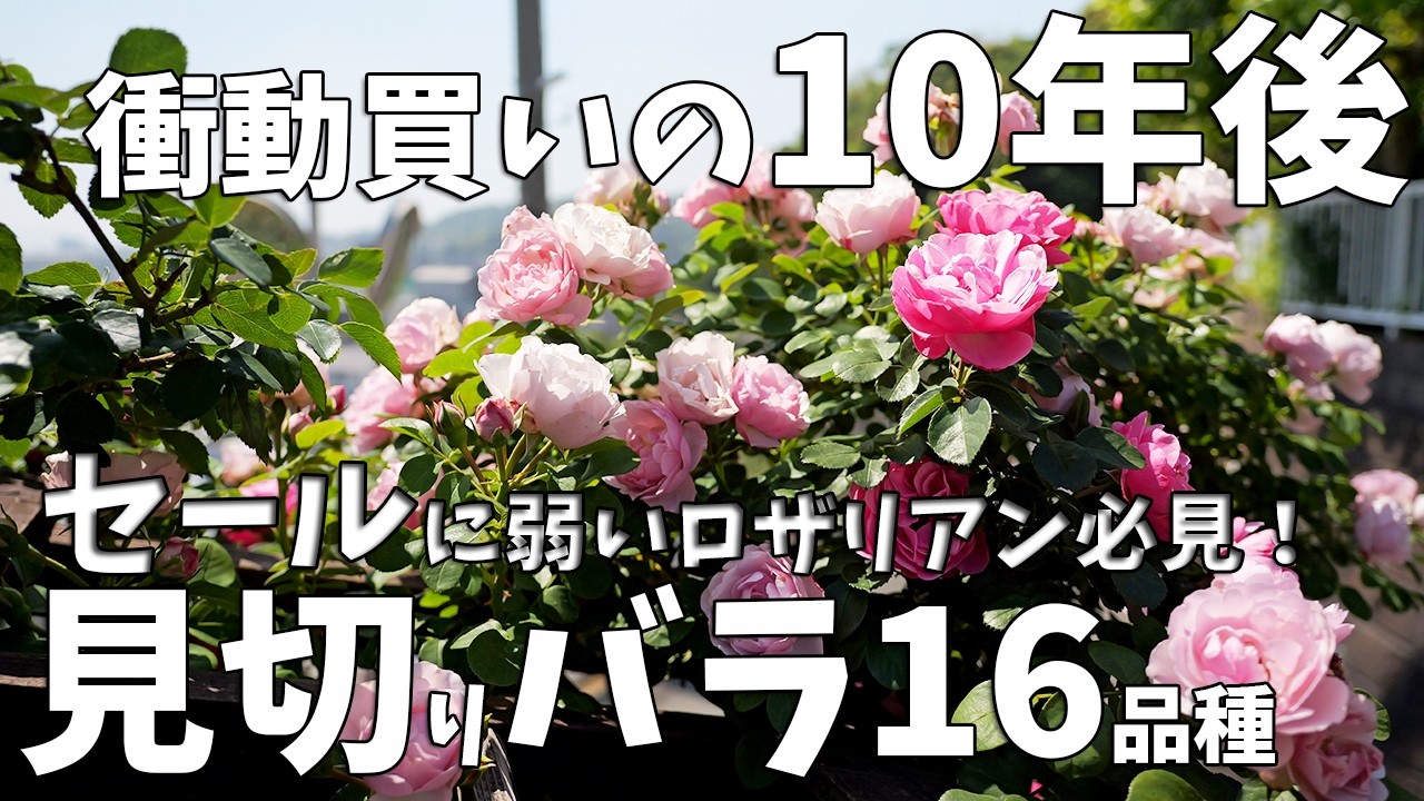 To All Rosarians Who Can't Resist a Sale: Here's What Those 16