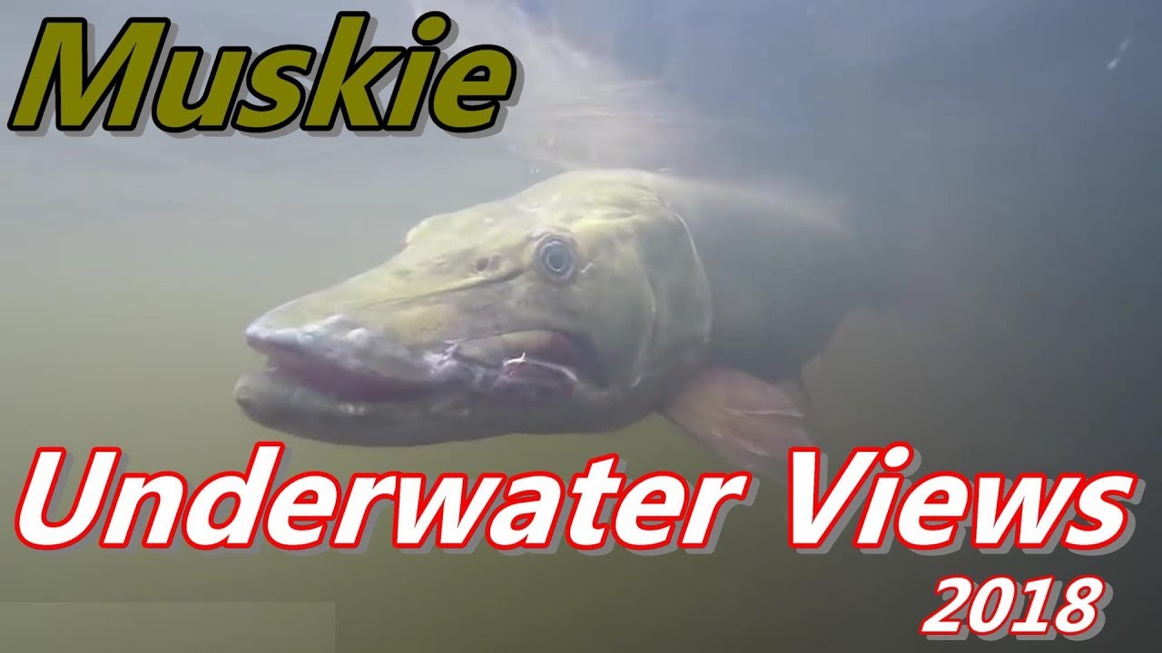 Water Wolf Camera Best of Muskie Underwater Views 2018 YouTube