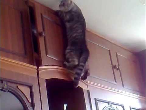 Котик залезает на шкаф. Кот в шкафу. Кот в коробке. Кот в ящике. Кот открывает шкафы.