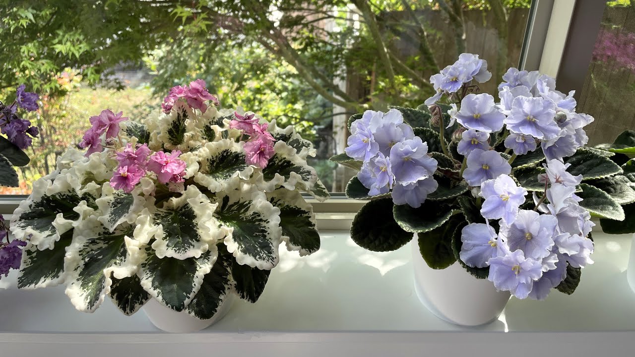 African Violets - August 2025 - Part 1 - Standards