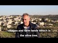 What Olive Trees Mean to The Palestinian People