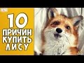 10 причин купить лису - Интересные факты!