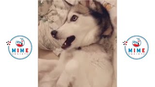 Husky dogs are the best Comedians 😄🤣 Funny Husky Dogs Video Compilation