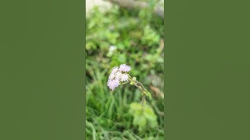 The Incredible World of Macro Photography