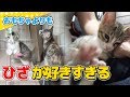【猫】ケージにおもちゃと爪とぎを設置したけど結局ヒザな子猫たま：5日目【kitten】