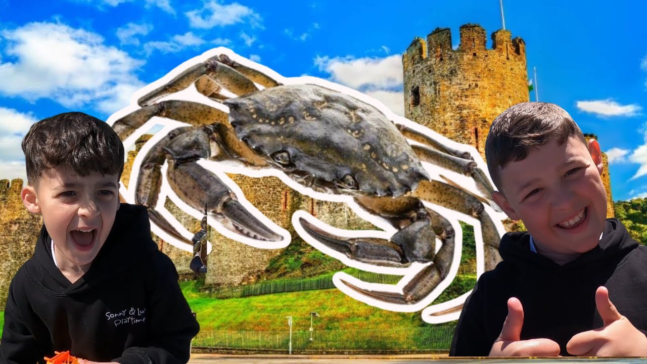 Catching CRABS At Conwy Castle