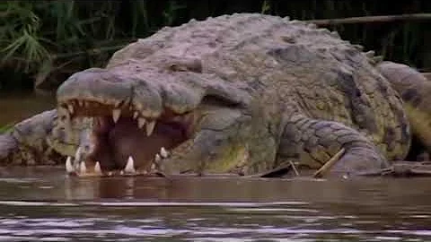 Co je krokodýl mořský?