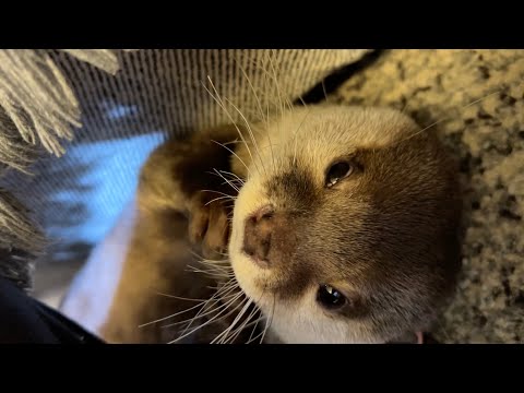 わざわざ狭いところに入って猫に文句を言うカワウソ otter goes all the way into a small space and complains about the cat