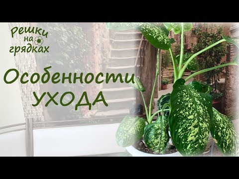 ДИФФЕНБАХИЯ УХОД В ДОМАШНИХ УСЛОВИЯХ Dieffenbachia