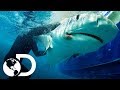 Los encuentros con tiburones más emocionantes | Discovery Latinoamérica