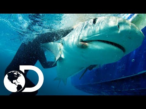 Video: ¿Fueron dañados los tiburones en Thunderball?