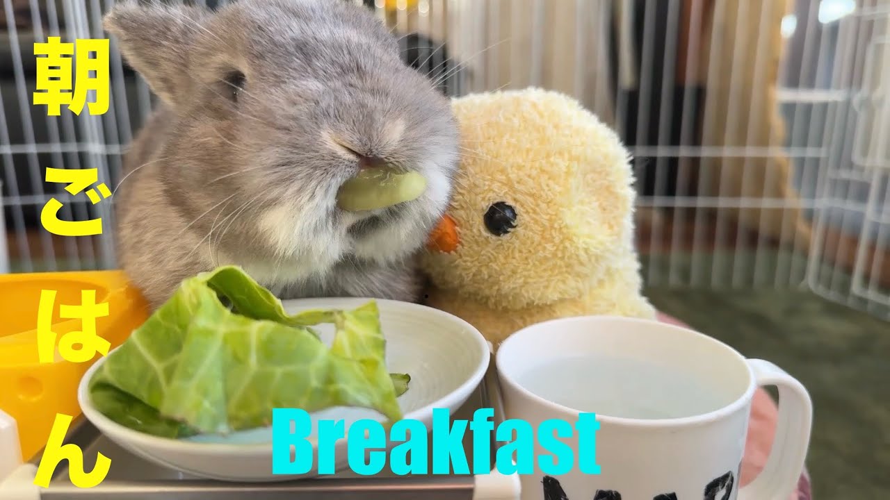 2026/1/9(金)うさぎ朝食生配信🐰🌱rabbit breakfast live stream コメントの時系列をクリックしてね❣️plz click comment!