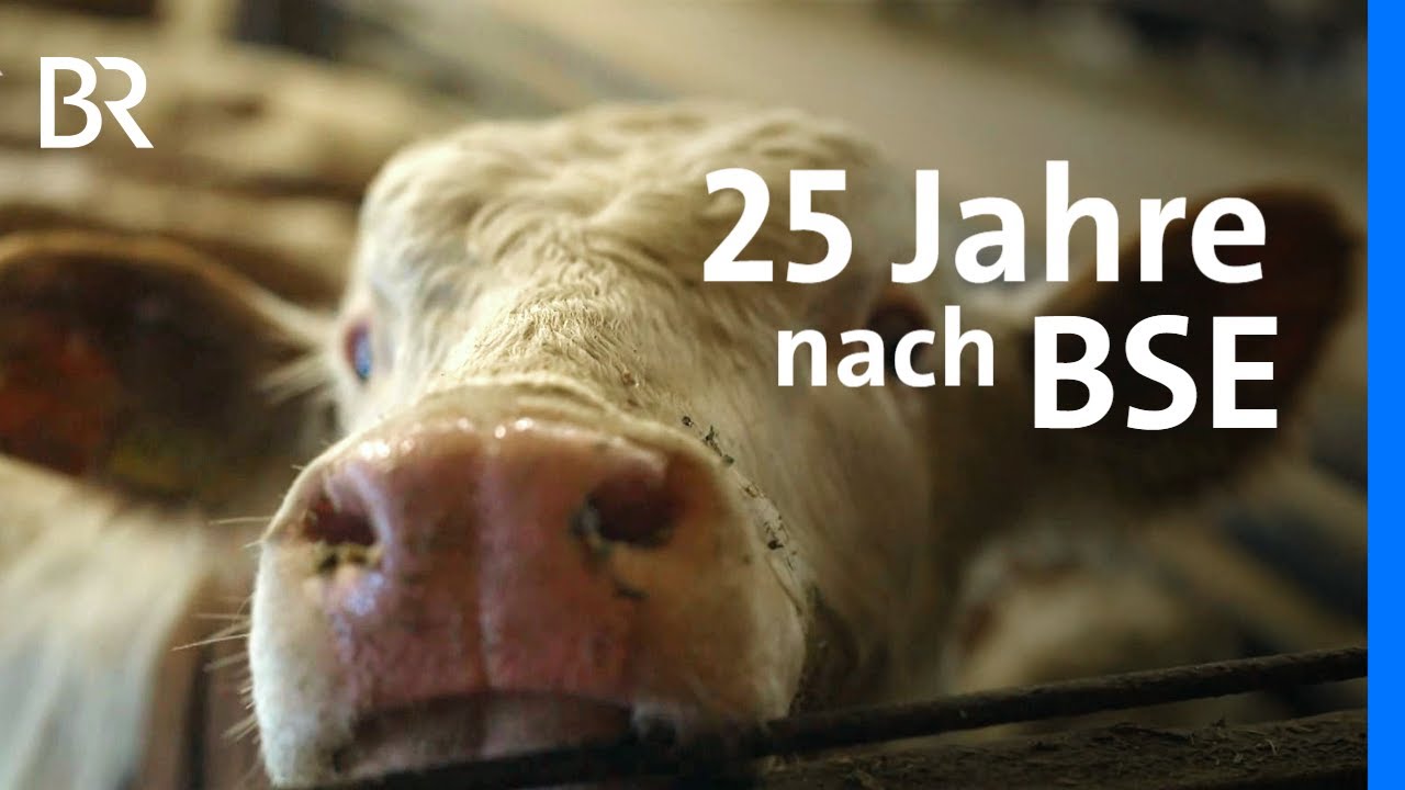 25 Jahre nach BSE-Ausbruch in Bayern: Spurensuche im Landkreis Cham | Landwirtschaft | BR