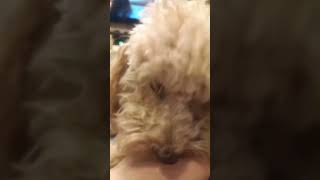 Lizun dog..Собака лизун. #wildnaturetv250 #shorts #dog #animals #nature #собака