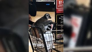 LEMUR Caught Sitting In A Shopping Cart