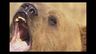 Cabelas Legendary Adventures all cutscenes - for the Playstation 2