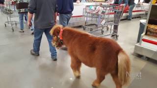 Minihorses are this man's service animal of choice