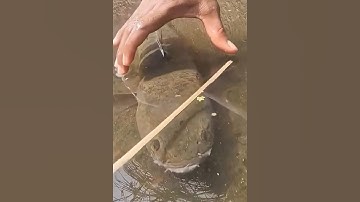 Bắt cá lóc bằng tay không #cacconvat #docla #fishing