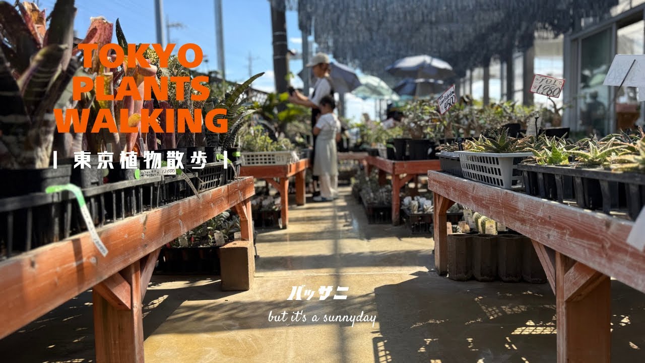 【東京植物散歩】シマムラ園芸で気になった珍奇植物をレポート！真ん丸でぷっくりな珍奇植物を購入して植え替えしました
