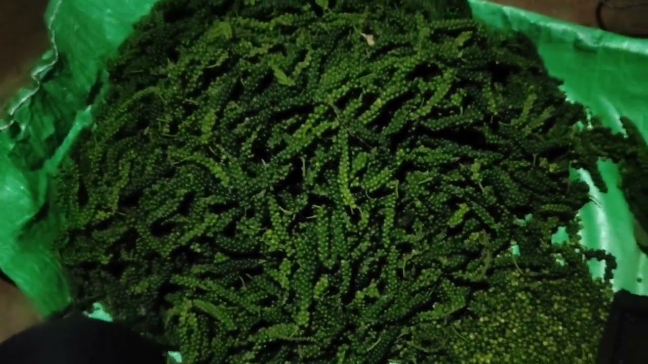 Gumorush aro Gue bagan