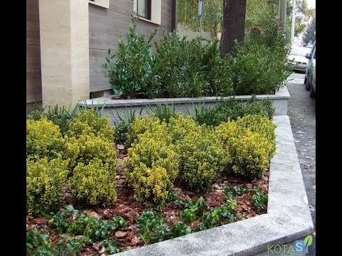 Video: Euonymus është I Bukur Si Në Dimër Ashtu Edhe Në Verë