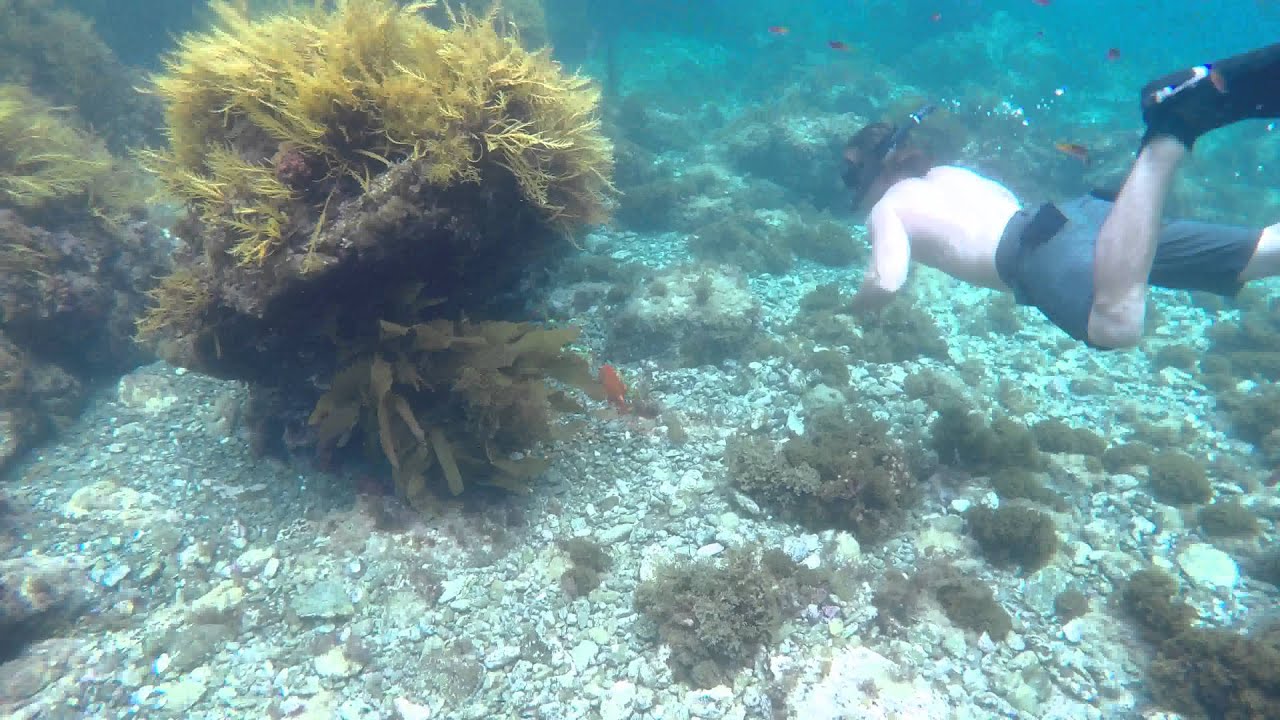 Santa Catalina Island Snorkeling 2015 YouTube