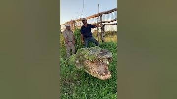 Monster Crocodile with Matt Wright #shorts