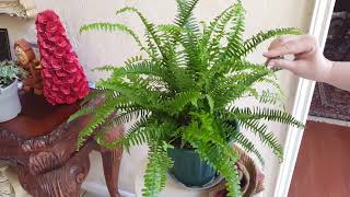 Top 20+ how often to water ferns