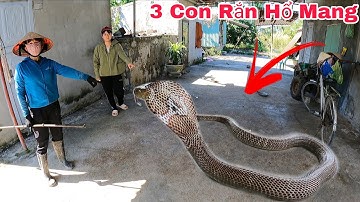 Hai Mẹ Con Gào Thét Kêu Cứu Khi Phát Hiện 3 Con Rắn Hổ Mang Ẩn Lấp Trong Đống Gỗ