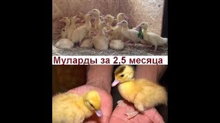 Муларды - утки бройлеры - содержание и кормление