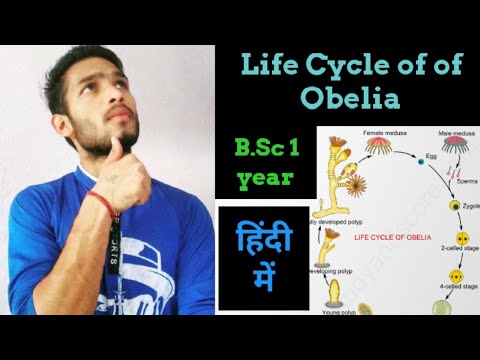 Life Cycle of Obelia