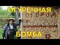 Огурцы.Огуречная грядка.Огород Баварский.