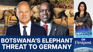 Botswana Threatens to Send 20,000 Elephants to Germany | Vantage with Palki Sharma
