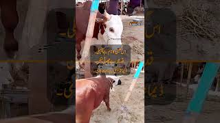 Unique Cow with Huge Horns Becomes Star Attraction at Karachi Northern Bypass Cattle Market