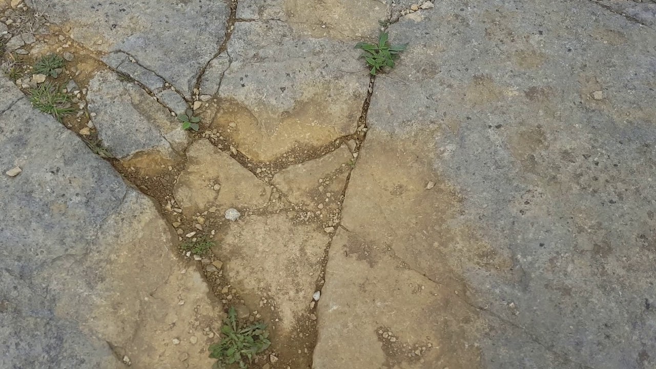Dinosaur footprints. Keates Quarry near Acton, Dorset (Grid references included)