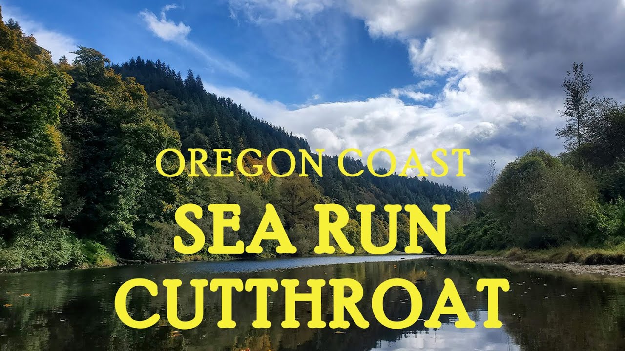 Fly Fishing for Sea Run Cutthroat on the Oregon Coast 2025